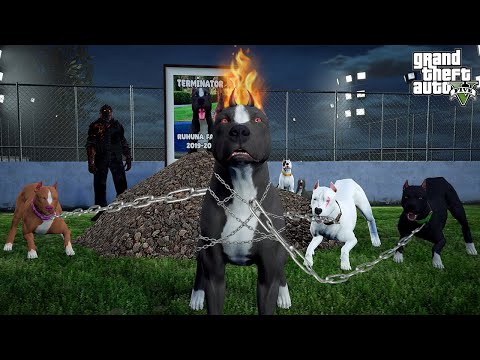TERMİNATÖR CEHENNEM MODUNU AÇTI! ONA NELER OLUYOR?! - GTA 5 PİTBULL'UN HAYATI