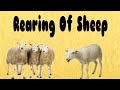 Sheep Care and Rearing Practices