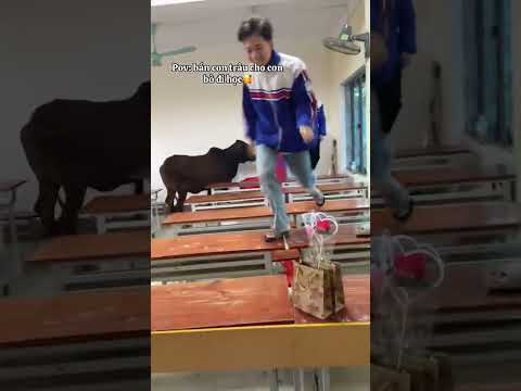Bò ơi đi sai lớp rồi
