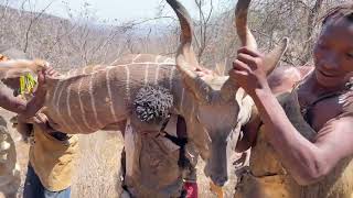 Survival in Rainforest-See how Hadzabe catch and Eat their favorite Prey