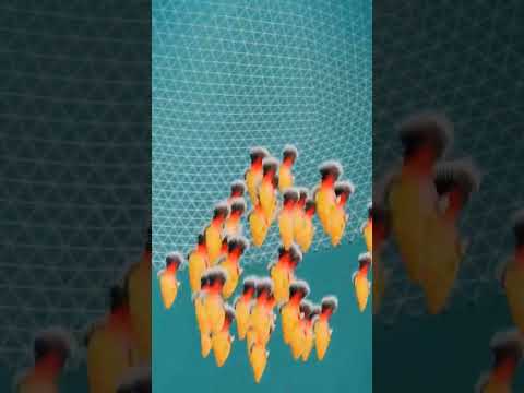 طريقه الصيد بالشبكه
