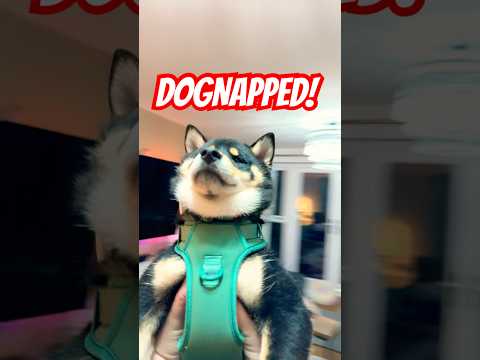 Linga guli guli - Burnt toast got DOGNAPPED! #cutenessoverload