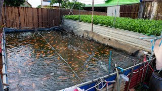 Backyard Aquaponics Farming Fresh Tilapia Fish and Vegetables with RAS System (part 2)