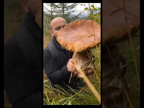 Beautiful mushrooms from Eastern Europe #funghi #porcini #boletus #grzyby #гриби