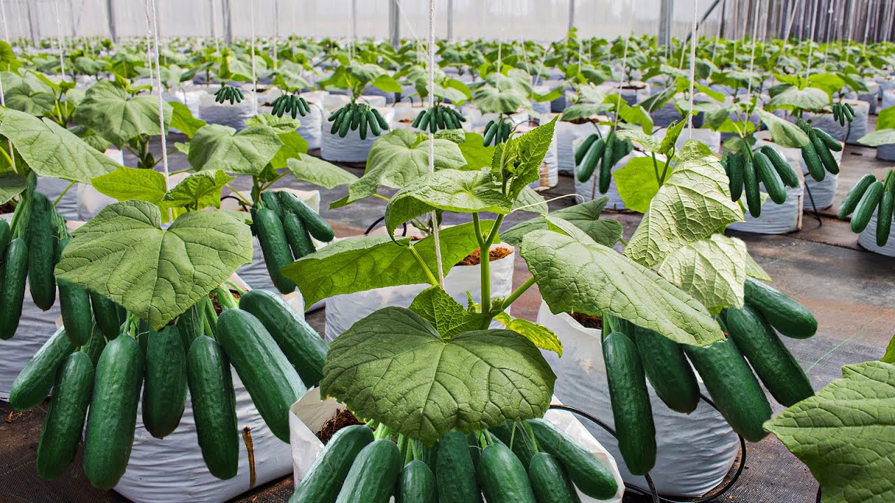 How To Grow 69 Millions Of Cucumbers In Greenhouse And Harvest – Modern Agriculture Technology