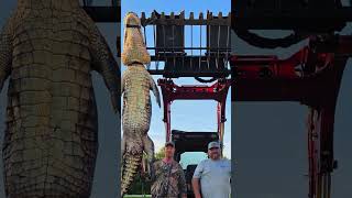 Massive alligator captured after ‘record night’ of hunting