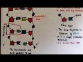 DNA and RNA Concepts Assessment