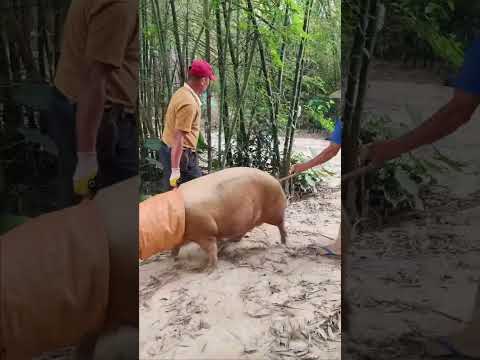 Pig Life in China #china #wildpig