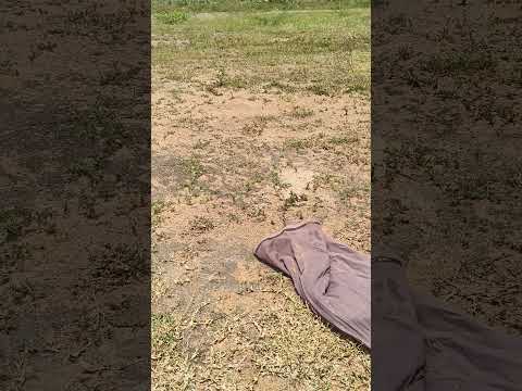 #Releasing#Snake#Cobra#Venomous#Snake#Short#Video#rescue-babu-thanjai#My#Chennal#Save#Snake#Friend🐍🐍