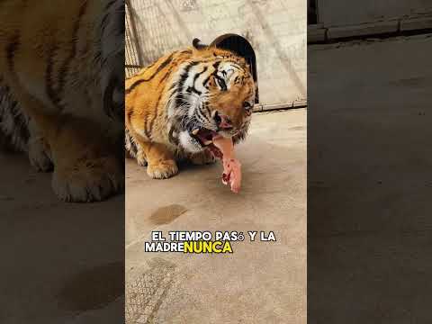 A tiger suddenly came to the sleeping room #animals #Friendship #Us #fyp #tiger