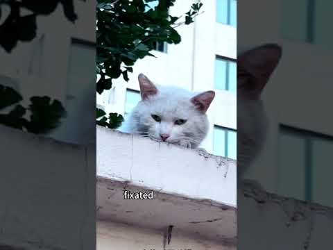 A kind-hearted person helped a mother cat give birth. #flp #animals #truestory