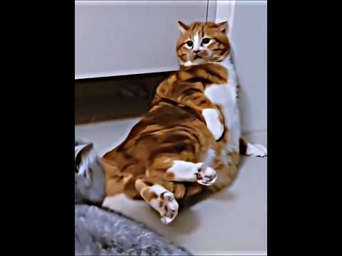 Cowardly Cat💀 #catvideos #cat #funny