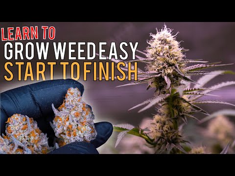 GROW WEED EASILY FROM SEED TO HARVEST IN "SUPER COCO MIX" JUST ADD WATER! CRAZY PLANT TRANSFORMATION
