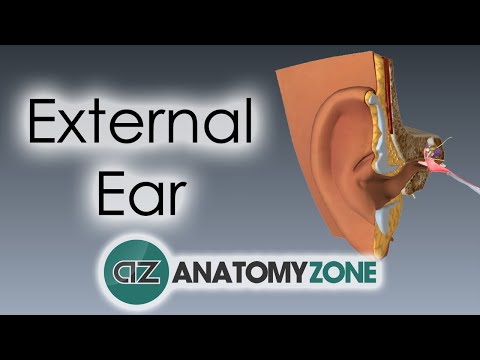 External Ear | Anatomy Tutorial