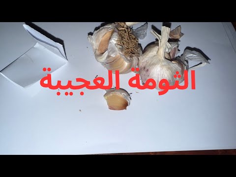 جلب الحبيب بدون قرأة او كتابة بالثوم