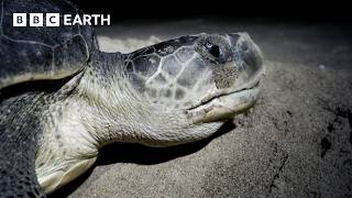 Baby Turtles Try to Survive Against All Odds | Hidden India | BBC Earth