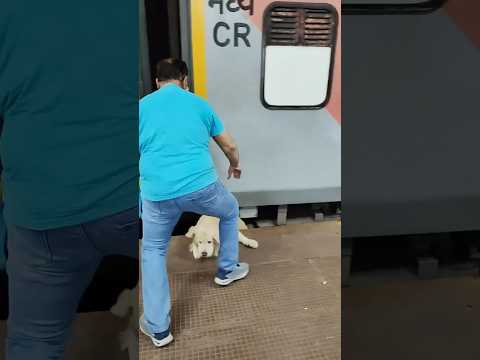😥 #dog #railway #railwaystation #railways #doglover #dogshorts #doglife