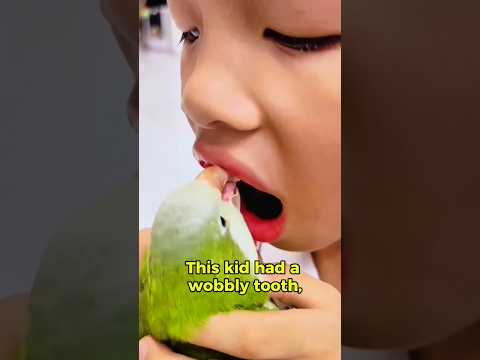 Kid Lets a Bird Pull His Tooth | Bird Dentist | You Have to See This!๐
๐ #funny #birds #dentist #kids