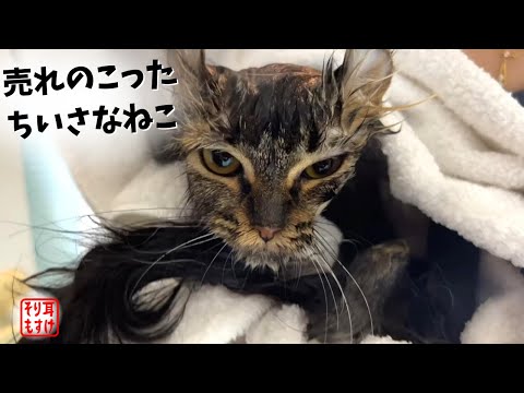 ショップの売れ残り、ガリガリの子猫をお迎えして１か月・・