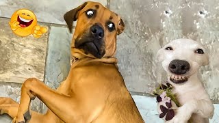 Funniest Cats and Dogs Clips 2025😼🐶Funny Animals Videos😜Try Not To Laugh🤣#cats #dogs #funny