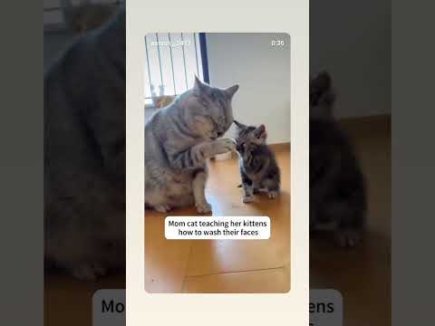 #cute#cat#shorts#video#subcribe #my#channel #