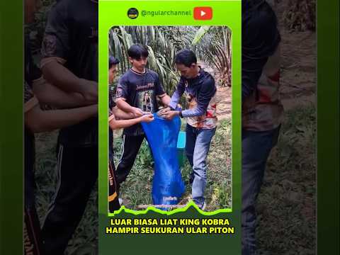 TANGKAP KING KOBRA SEGEDE PITON #duniaular #ularbesar #short