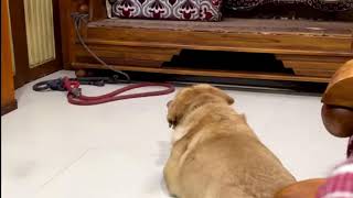 Little John The Labrador Live Stream