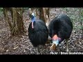 Evolutionary Relationships of Flightless Birds
