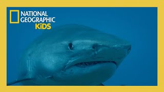 Supersized Sharks Full Episode | @natgeokids