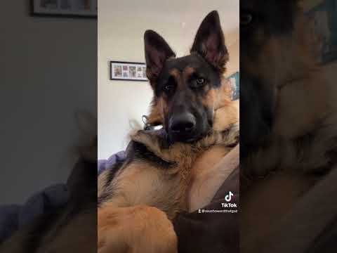 Day in the LIFE of a GERMAN SHEPHERD
