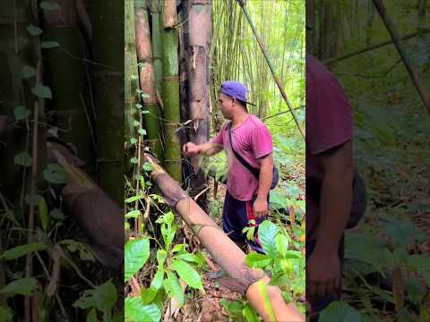 Berburu ulat bambu/cangkilung