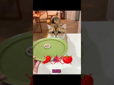 Cats are allergic to these foods 🐱