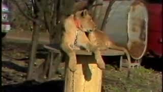 TV NEWS REPORTER GETS ATTACKED BY LION - WCPO CINCINNATI Booper