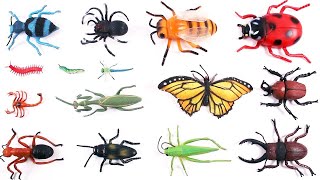 Learn Names Of Insects And Bugs For Kids + More Educational Videos