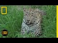 Animal Behavior and Ecosystem Roles