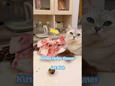 ๐ฑ๐๐ธ๐ต๐ฐKitten helps owner get rich!๐ฑ๐คญ๐โค๏ธ #cute #cat #animals