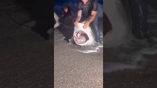 CATCH AND RELEASE👀 #foryou#fishing#sharksquad#sharkfish#shortvideo#shortvideo #ocea#viral#fish