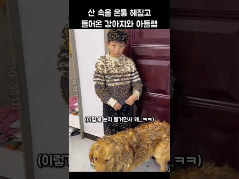 산책 갔다 오랬더니 온몸에 뭔가를 붙이고 돌아온 강아지와 아들
