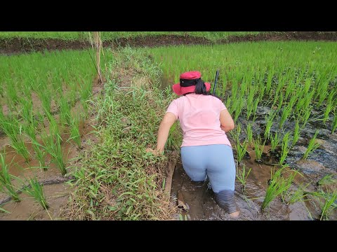 Sebelum keduluan orang pagi buta sudah ke sawah cari ikan sisa banjir