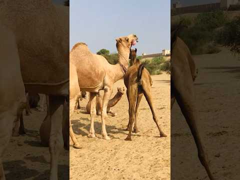 Today the camel is in a lot of fun #shortsviral