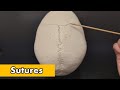 Sutures and Their Functions in Anatomy