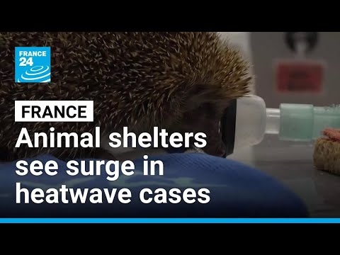 YouTube video thumbnail: French Animal Shelters see Surge in Heatwave Cases