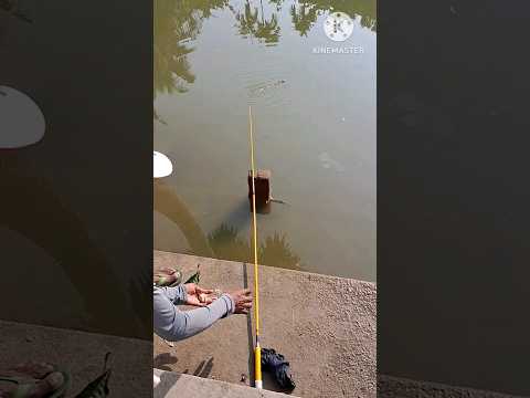Amazing big fish in pond #hook_fishing #uniquefishing #fishing #shorts #youtubeshorts