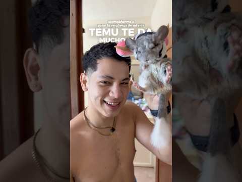 La vergüenza de mi vida 🫠 #chinchilla #videosgraciosos #humor #bromas