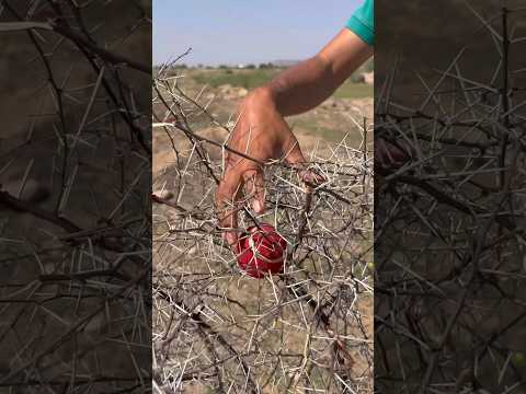 DIY Poly Bag Gloves Saved My Cricket Ball
