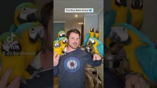 The blue bebe aviary update 💙