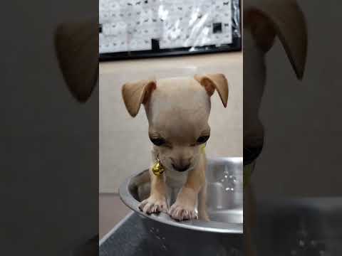 Primera vez que Perrito chihuahua visita el veterinario #shorts #dogs