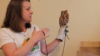 Screech owl presentation