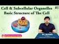 Cell Organelles and Their Functions