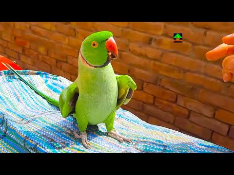 Cutest Green Parrot Talking